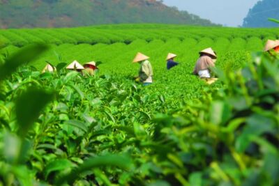 Zöld tea eredete